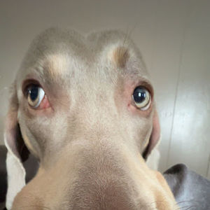 Meet your Posher, Lillian